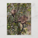 Pesquisar por macacos do marmoset Mamífero