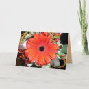 Pesquisar por gerbera alaranjado Margarida do gerber
