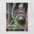 Pesquisar por preguiça cartoes postais Zoológico