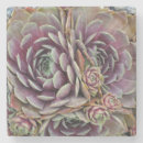 Pesquisar por cacto porta copos Botânica