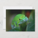 Pesquisar por gecko cartoes postais Natureza