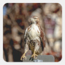 Pesquisar por falcão adesivos Raptor