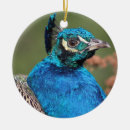 Pesquisar por pavão azul ornamentos Pena