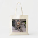 Pesquisar por gato malhado bolsas Fotografia