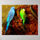 Pesquisar por budgie pôsteres pósteres Animal