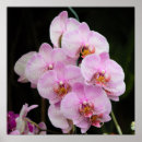 Pesquisar por orquídeas cor de rosa pôsteres pósteres Floral