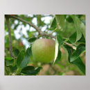 Pesquisar por fruits artes pósteres Apples