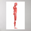 Pesquisar por abdômen pôsteres pósteres Ilustrações biomédicas