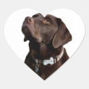Pesquisar por labrador preto adesivos Cachorro