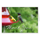 Pesquisar por galinha fotografia Qualquer pessoa