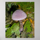 Pesquisar por cogumelo roxo pôsteres pósteres Fungos