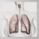 Pesquisar por system pósteres Biomedical illustrations