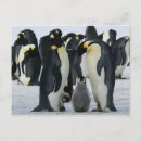 Pesquisar por pinguim do bebê cartoes postais Qualquer pessoa