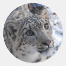 Pesquisar por neve leopardo adesivos Selvagem