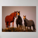 Pesquisar por cavalo árabe pôsteres pósteres Três juntos