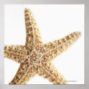 Pesquisar por estrela do mar pôsteres pósteres Criaturas do sealife