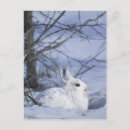 Pesquisar por animal selvagem cartoes postais Neve