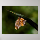 Pesquisar por ponto interrogação pôsteres pósteres Natureza