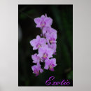 Pesquisar por orquídeas exóticas pôsteres pósteres Floral