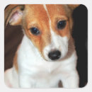Pesquisar por jack russell adesivos Canino