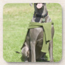 Pesquisar por vertical da camisola Animal