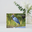 Pesquisar por pantanal cartoes postais Pássaro