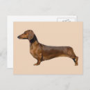 Pesquisar por dachshund marrom cartoes postais Animal