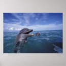Pesquisar por amigável artes pósteres Oceano