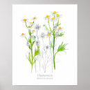 Pesquisar por plantas botânicas pôsteres pósteres Para todos