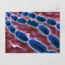 Pesquisar por bactérias cartoes postais Patologia