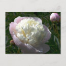 Pesquisar por cor creme cartoes postais Flores