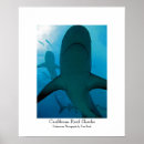 Pesquisar por baleias e golfinhos pôsteres pósteres Mar