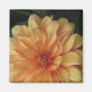 Pesquisar por ouro imanes Flores