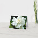 Pesquisar por gardenia cartoes Jardinia