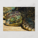 Pesquisar por honu cartoes postais Areia