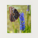 Pesquisar por borboleta azul tapetes de parede Natureza