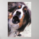 Pesquisar por collies de beira Border collie