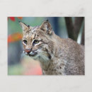 Pesquisar por gato lince cartoes postais Animal