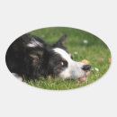 Pesquisar por border collie adesivos Beira