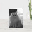 Pesquisar por gato persa branco cartoes Gatos
