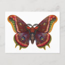 Pesquisar por insect cartoes cartoes postais Butterfly