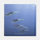 Pesquisar por calamares casa presentes Natureza