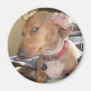 Pesquisar por um quadro imas Para ele