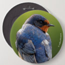 Pesquisar por andorinha botons Azul