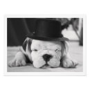 Pesquisar por foto de cãozinho pósteres Buldogue