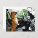 Pesquisar por condução cartoes Parabéns