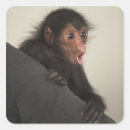Pesquisar por cara macaco adesivos Natureza