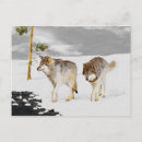 Pesquisar por lobo da neve cartoes postais Lobos