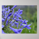 Pesquisar por parte traseira pôsteres pósteres Flor
