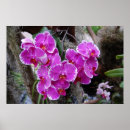 Pesquisar por orquídeas do phalaenopsis pôsteres pósteres Tropical